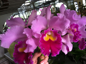 Blc. Louis B. Off `Waldor' Div #1 Original Cattleya Orchid Plant