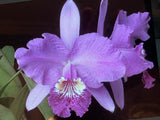 C. lueddemanniana `Macaray' AM/AOS Div #1 Original Division Species Cattleya Orchid Plant