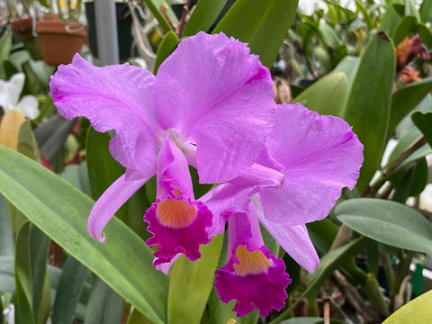 C. trianaei `Mary Fennell' HCC/AOS Original Division Select Species Cattleya Orchid Plant Div #1