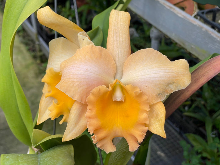 Blc. Mem. Dorothy Bertsch `Amber Gem&