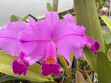 C. trianaei `Mendenhall' AM/AOS Original Division Select Species Cattleya Orchid Plant Div #1