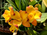 Otr. Nalo Bouquet `Puanani' Select Quality Cattleya Orchid Plant DIV #1
