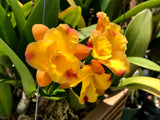 Otr. Nalo Bouquet `Puanani' Select Quality Cattleya Orchid Plant DIV #1