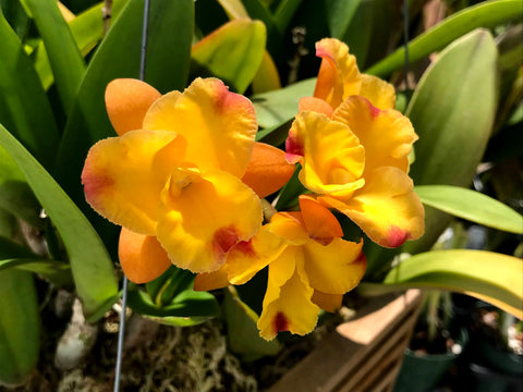 Otr. Nalo Bouquet `Puanani' Select Quality Cattleya Orchid Plant DIV #1