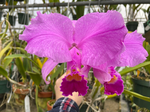 C. trianaei `Newberry' Original Division Select Species Cattleya Orchid Plant Div #1