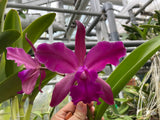 Lc. Ann Cobb `Bill' AM/AOS Original Cattleya Orchid Plant DIV #1