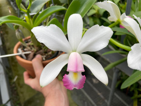 C. violacea carnea `John Odom' HCC/AOS Div #2 Original Cattleya Orchid Plant