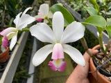 C. violacea carnea `John Odom' HCC/AOS Div #2 Original Cattleya Orchid Plant