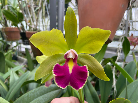 Blc. Crowfield `Palm Bay' AM/AOS Select Quality Cattleya Orchid Plant