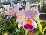 C. trianaei peloric `Orchid Eros' Original Division Select Species Cattleya Orchid Plant Div #1