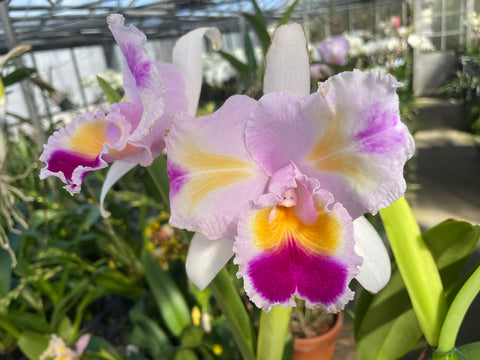 C. trianaei peloric `Orchid Eros' Original Division Select Species Cattleya Orchid Plant Div #1