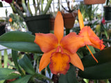 Blc. Fuchs Orange Nuggett `Dave's Picotee' HCC/AOS Div #1 Original Cattleya Orchid Plant
