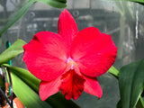 Slc. Circle of Life `Polymnia' Original Division #2 Cattleya Orchid Plant