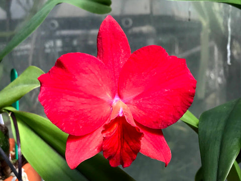 Slc. Circle of Life `Polymnia' Original Division #2 Cattleya Orchid Plant