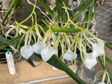 B. Little Stars `Rene' CCM/AOS Cattleya Orchid Plant