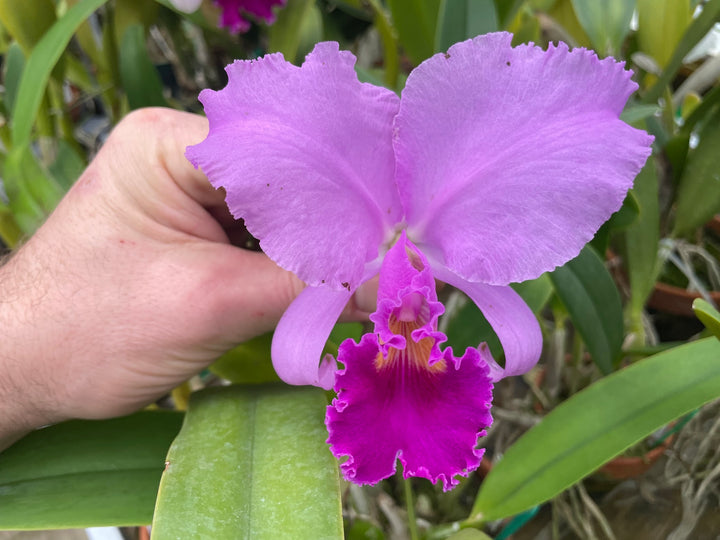 C. trianaei rubra `Esmalte&