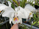 C. mossiae s/a `San Andres' Div #2 Original Division Species Cattleya Orchid Plant