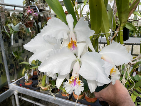 C. mossiae s/a `San Andres' Div #2 Original Division Species Cattleya Orchid Plant