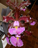 C. schilleriana `Michael' AM/AOS Div #3 Original Select Species Cattleya Orchid Plant
