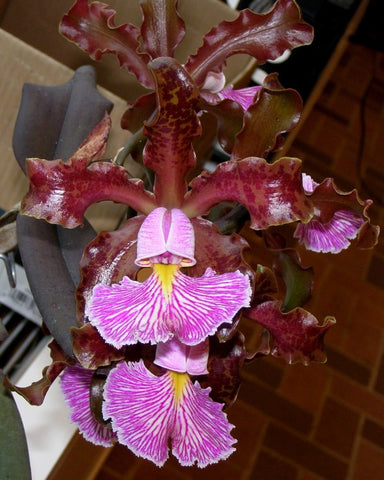 C. schilleriana `Michael' AM/AOS Div #3 Original Select Species Cattleya Orchid Plant