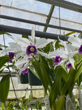 L. purpurata schusteriana `Orchid Eros' AM/AOS Div #2 Select Species Cattleya Orchid Plant
