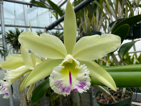 Blc. Greenwich `Shamrock' AM/AOS Cattleya Orchid Plant Original Division