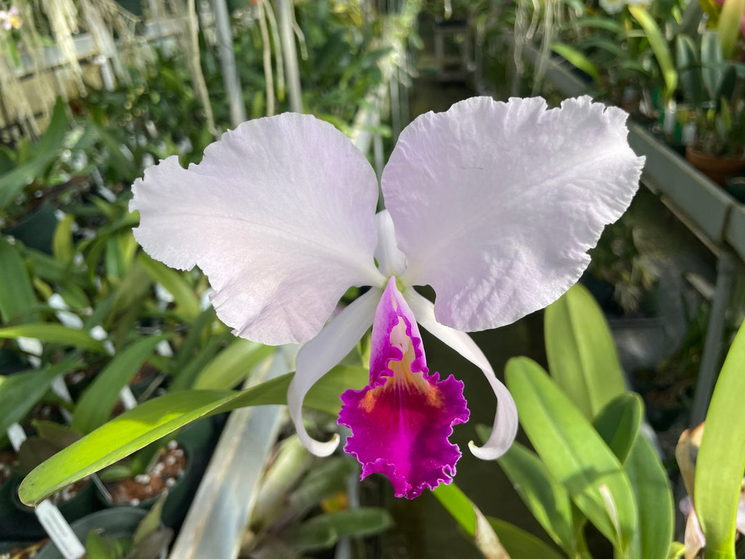 C. trianaei s/a pincelada `Astio&