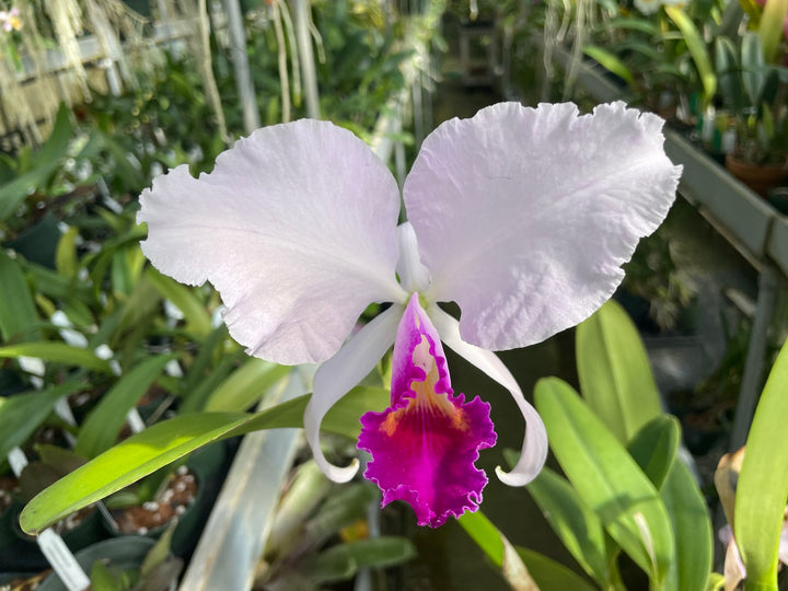 C. trianaei s/a pincelada `Astio&