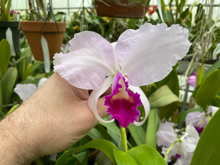 C. trianaei s/a pincelada `Astio&