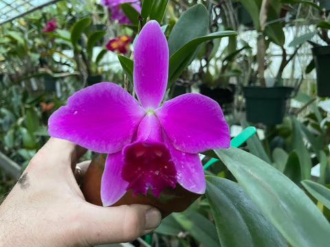 L. pumila `Super Nova' HCC/AOS Original Species Cattleya Orchid PLANT #2