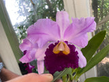 Lc. Supersonic `Striking Lip' BM/JOGA Mericlone Select Cattleya Orchid Plant #1