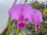 C. trianaei `Superba' Original Division Select Species Cattleya Orchid Plant Div #2