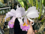 C. trianaei coerulea `Tangerit' Original Division Select Species Cattleya Orchid Plant Div #3