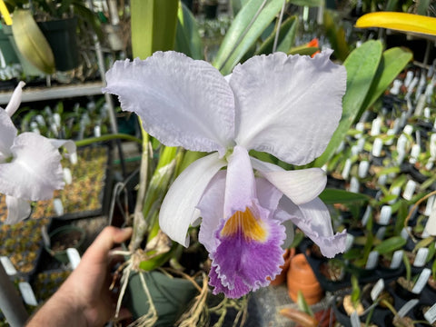 C. trianaei coerulea `Tangerit' Original Division Select Species Cattleya Orchid Plant Div #2