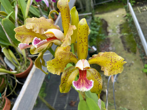 C. schofieldiana `Tesch' Mericlone Div #1 Select Species Cattleya Orchid Plant