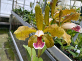 C. schofieldiana `Tesch' Mericlone Div #1 Select Species Cattleya Orchid Plant