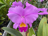 C. trianaei `Thelia' Original Division Select Species Cattleya Orchid Plant Div #1