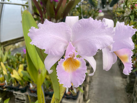 C. trianaei concolor orlata `Toto' Original Division Select Species Cattleya Orchid Plant Div #1