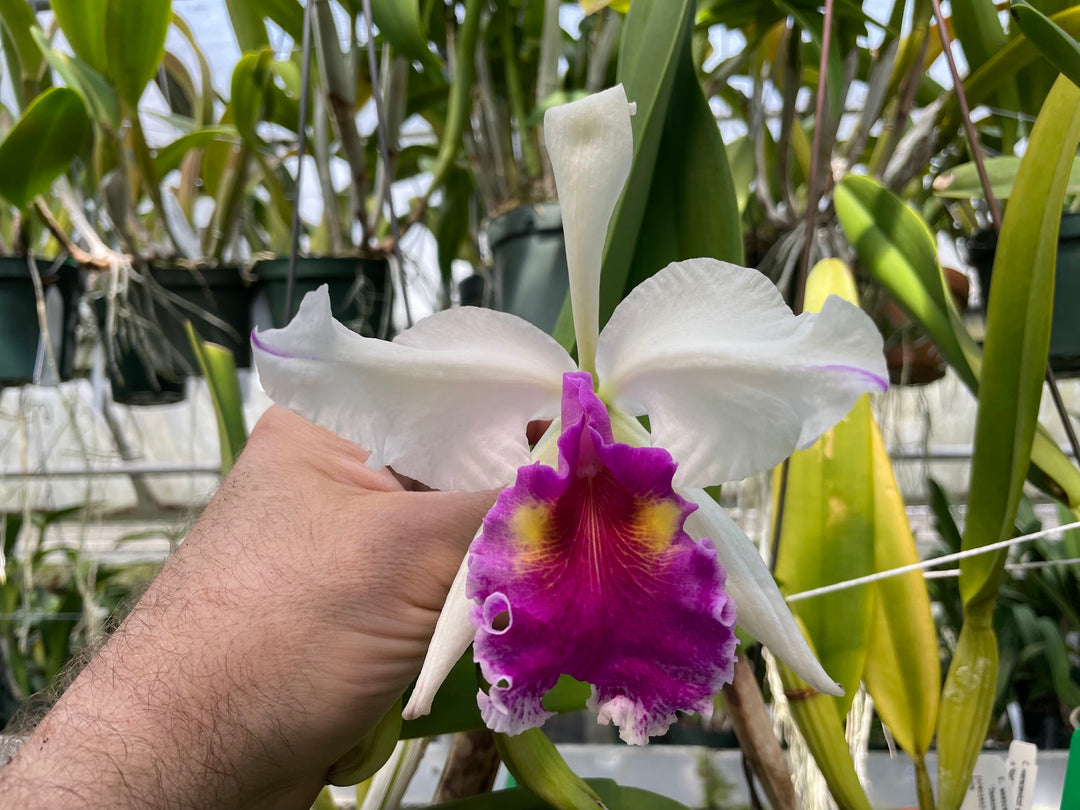 C. warscewiczii semi-alba `Trading Spaces&