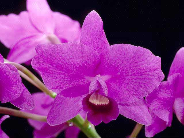 Blc. (C. bowringiana x Oconee) Cattleya 2.5" Pot