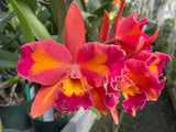 Lc. Aussie Sunset `Cosmic Sunset' AD/AOC, HCC,AM/AOS, AM/OCNZ Cattleya Orchid Plant DIV #1