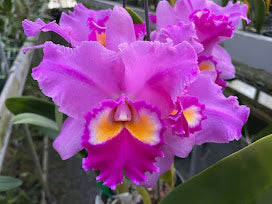 Pot. Volcano Harmony `Volcano Queen' Div #2 Mericlone Cattleya Orchid Plant