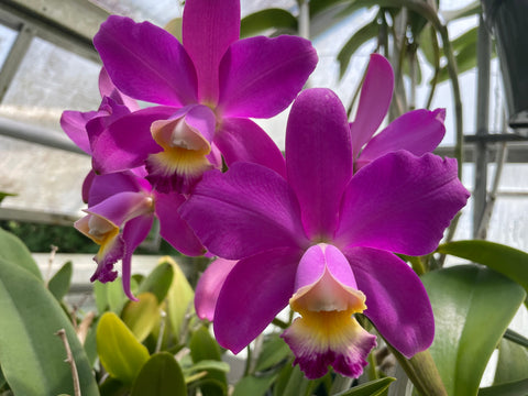 C. Breautiana `Wesley Heil' Original Division #1 Select Cattleya Orchid Plant