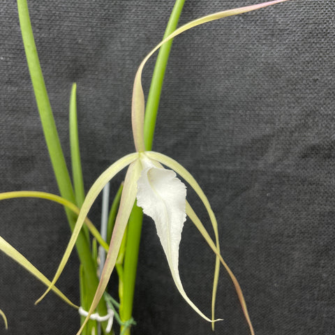 B. Yaki orchid in 2.5 inch pot, a fragrant Brassavola hybrid with star-shaped blooms, ruffled lip, and lavender spotting; blooms in summer.