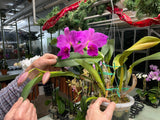 Slc. Lani Bird `Helen Palik' AM/AOS Division #1 Cattleya Orchid Plant