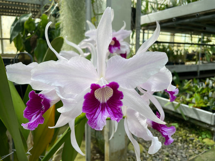 L. purpurata `Waldor&