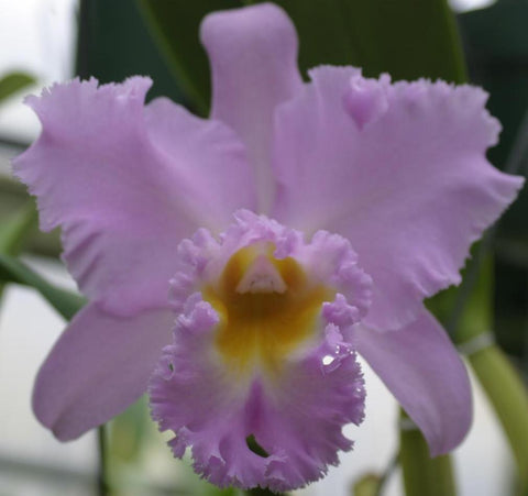 Bc. Pink Debutante '1st Love' orchid in 5 inch pot, an award-winning fragrant pink cattleya hybrid that blooms in winter near Christmas.