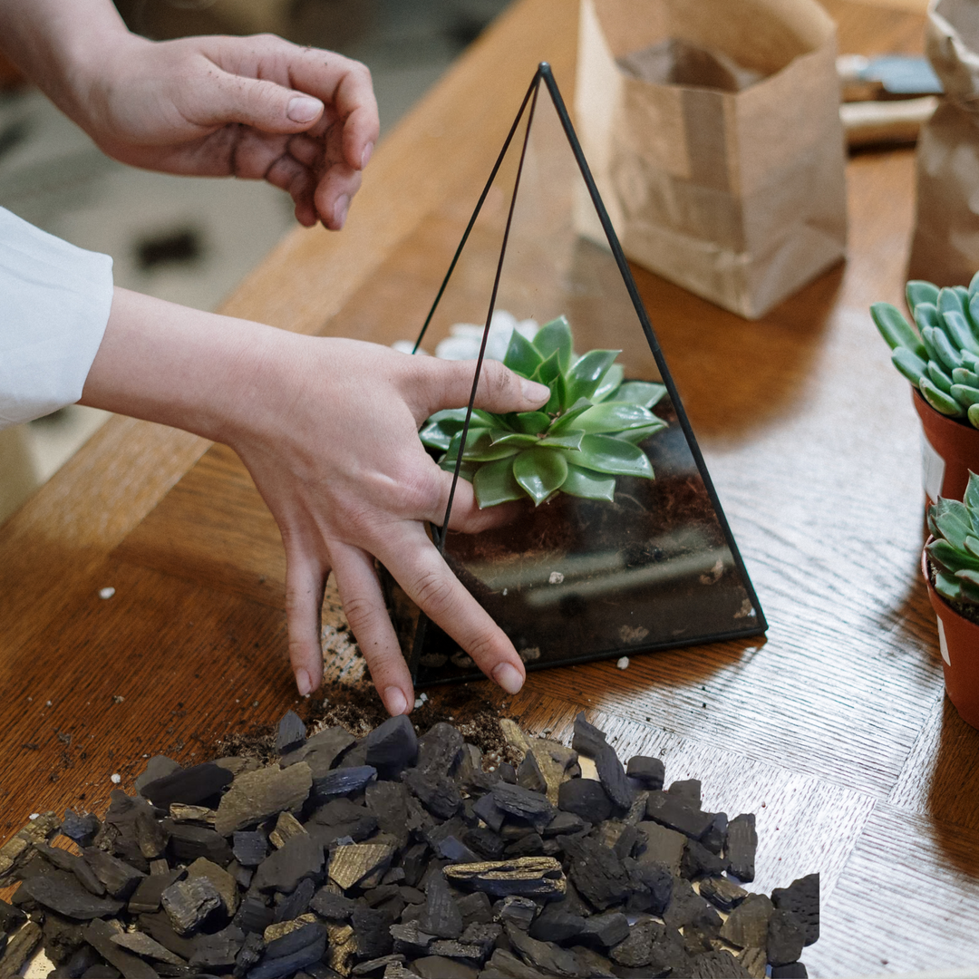Orchid Nerd Horticultural Charcoal – 