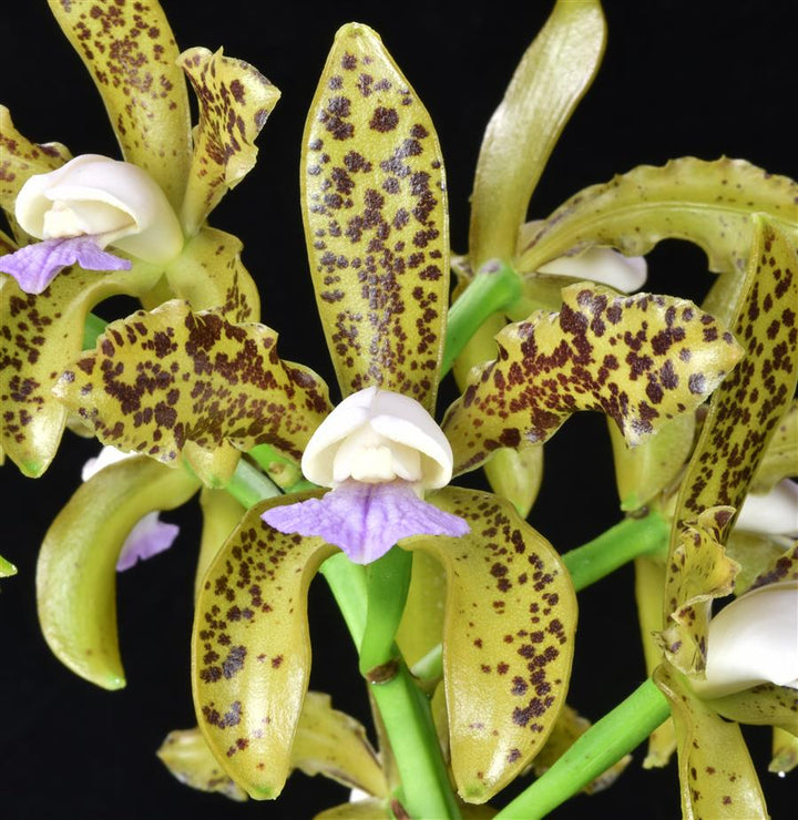 C. (Bird Flap coerulea x loddigesii coerulea) Cattleya Orchid Plant 2.25" Pot