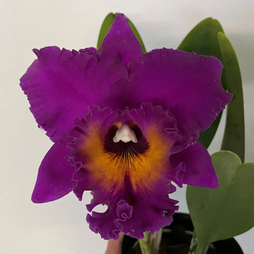 blc cornerstone x hawaiian ruby cattleya orchid flower side angle